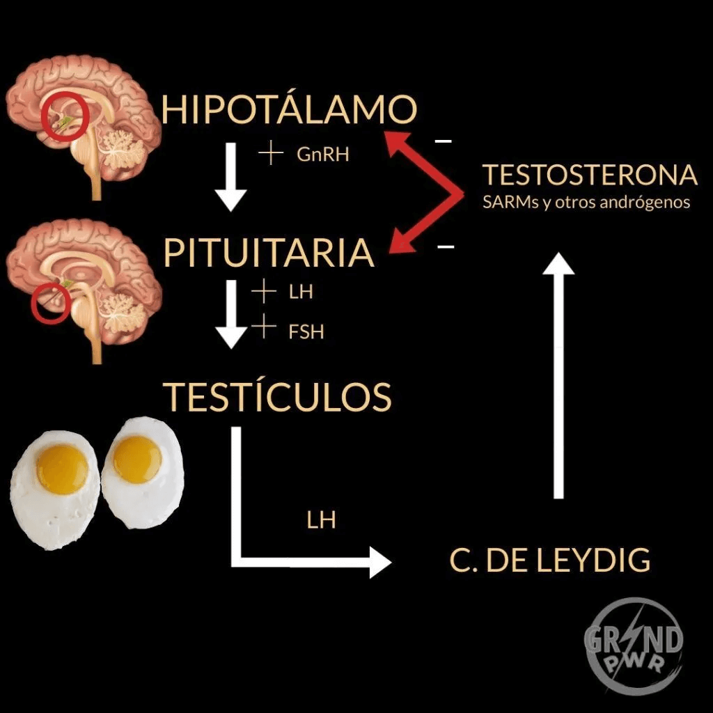Esteroides, testosterona y atrofia testicular