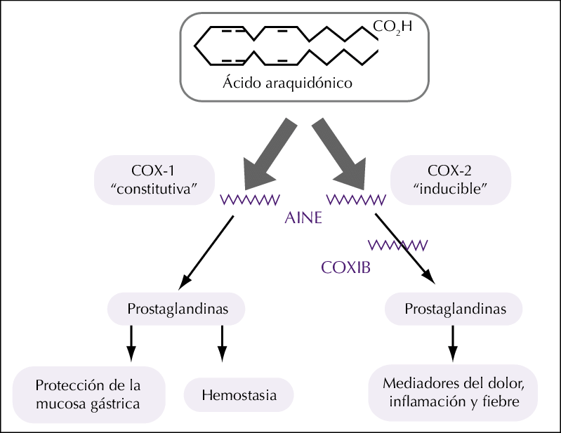 Esquema de la vía del ácido araquidónico: la COX-1 y la COX-2 producen prostaglandinas y el antiinflamatorio bloquea esa vía