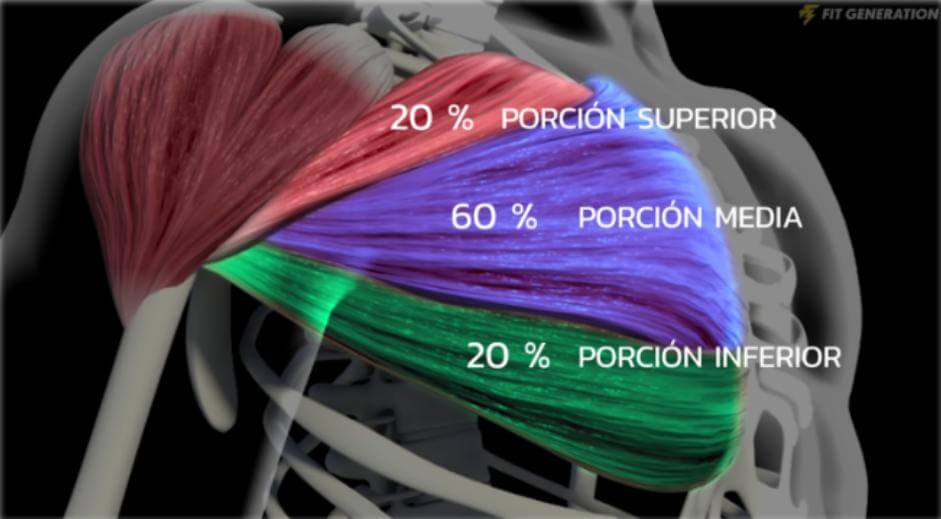 Press banca con barra vs. mancuernas, ¿cuál es mejor? 3 Anatomía y biomecánica del pectoral