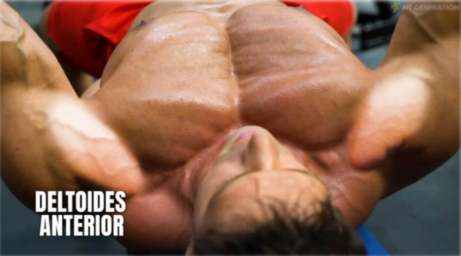 Press banca con barra vs. mancuernas, ¿cuál es mejor? 7 Deltoides anterior para el pectoral