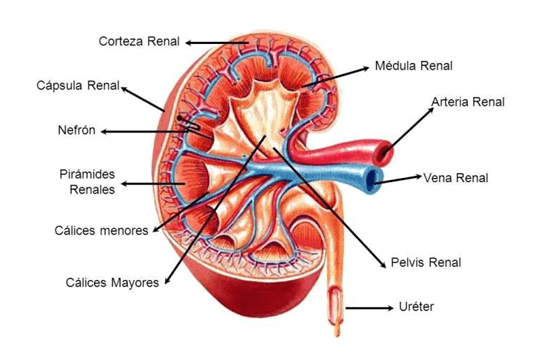 Anatomía del riñón