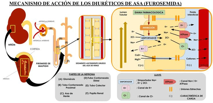 Mecanismo de acción diuréticos de asa
