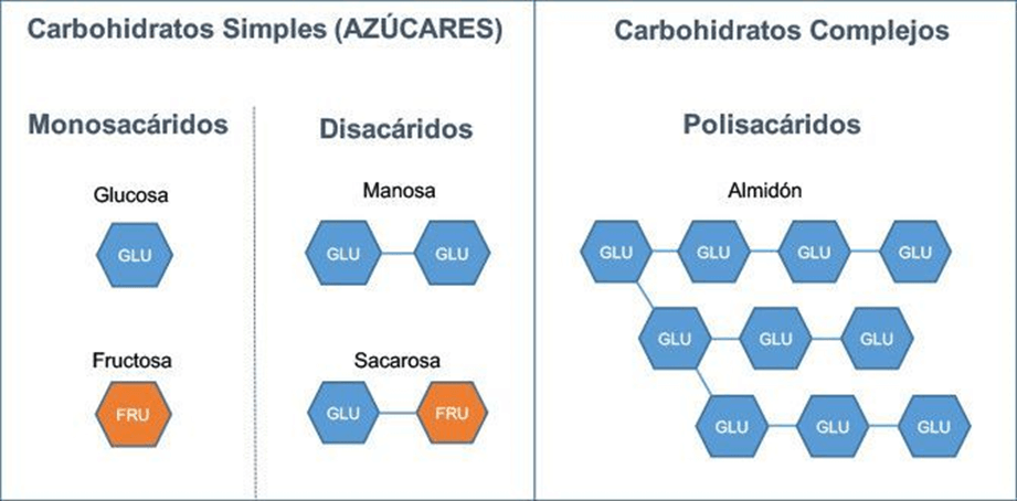 Acción de los carbohidratos