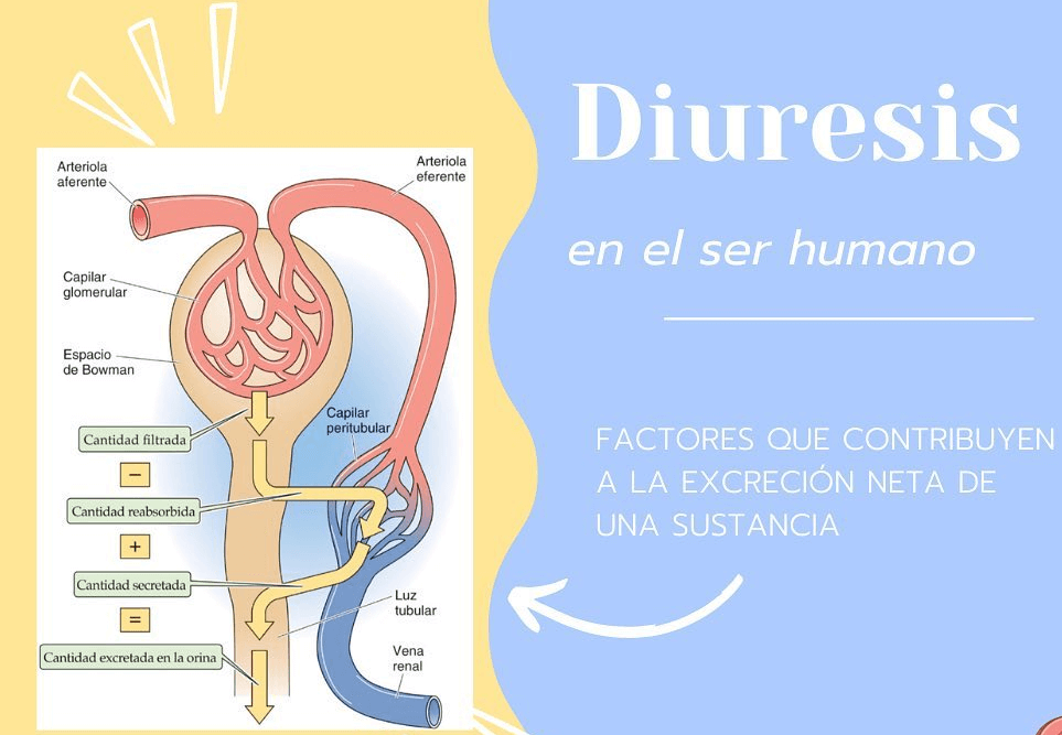 Cómo funciona la carga y corte de agua en culturismo 3 Diuresis en el ser humano