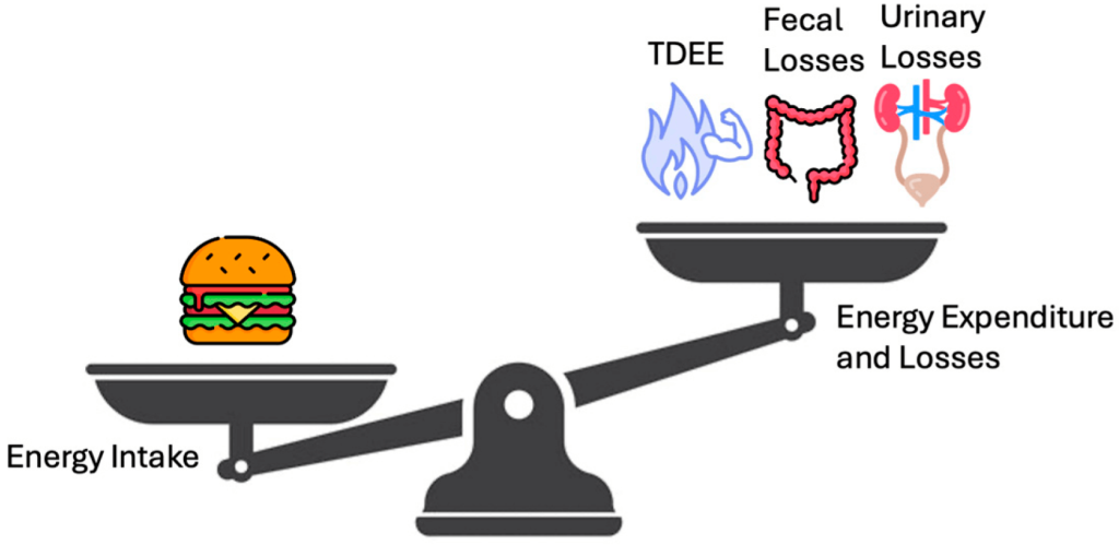 Balance energético humano