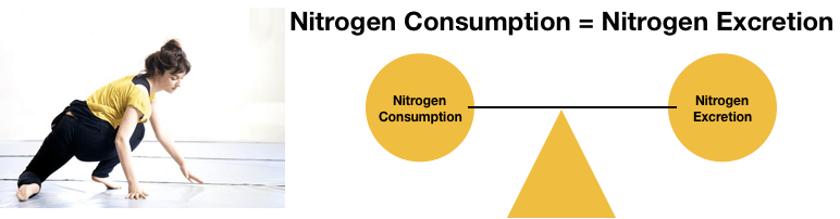 adaptación del cuerpo humano nitrógeno