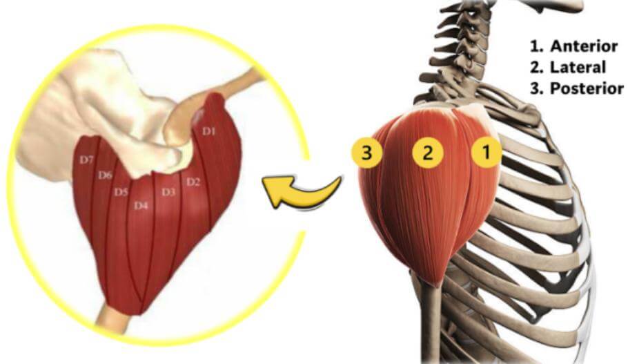 Anatomía del deltoides