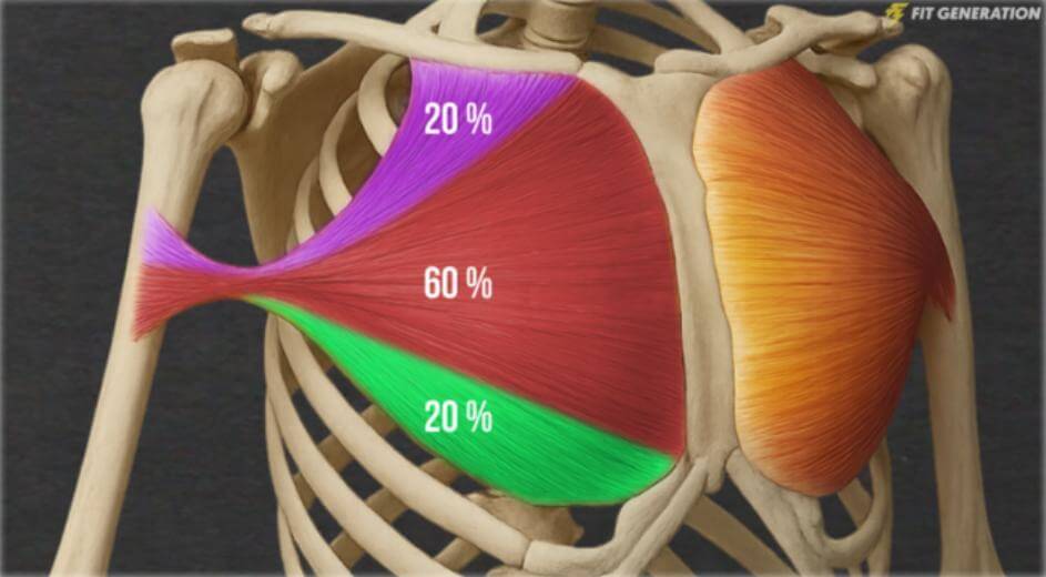 Anatomía del pectoral mayor