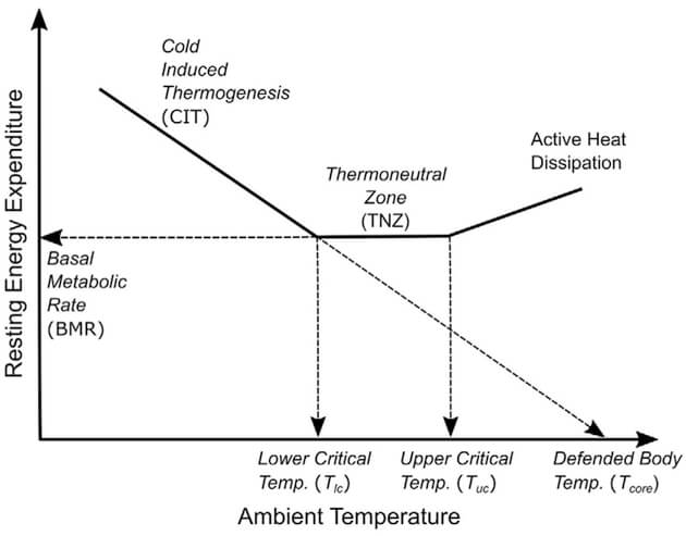Temperatura ambiental y gasto energético