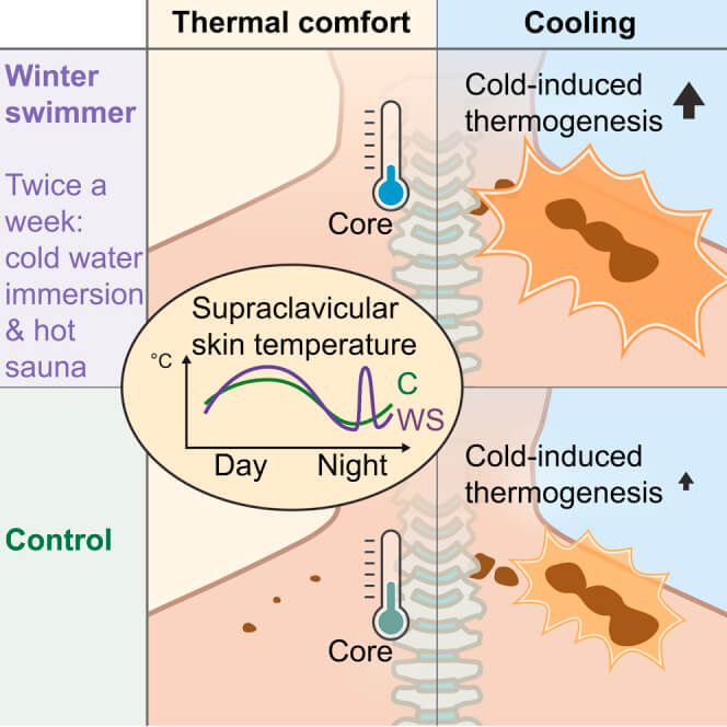 Efecto del frío en nadadores de invierno