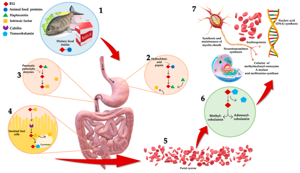 Recorrido de la vitamina B12