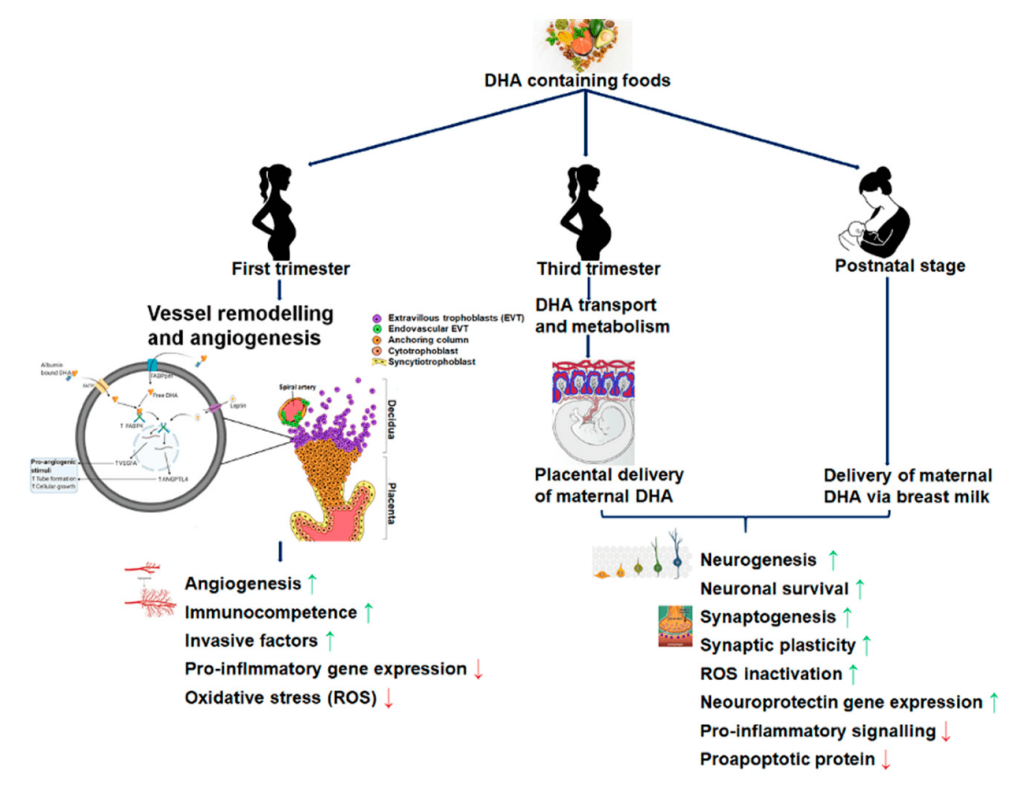 Omega-3 en etapas del embarazo