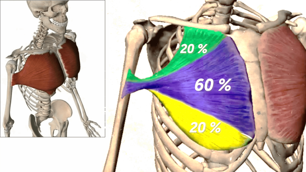 Anatomía del pectoral mayor