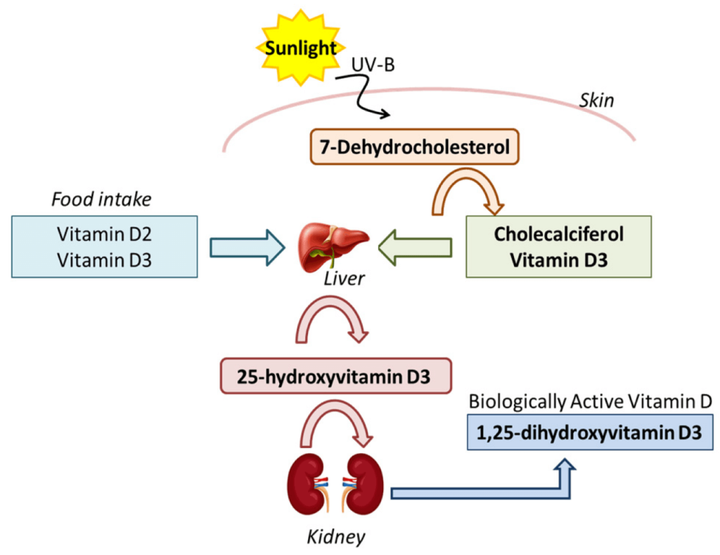 Esquema del proceso activación vitamina D