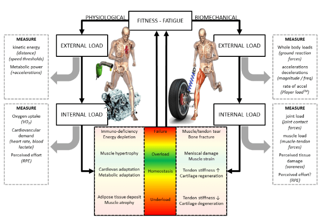Cuerpo responde a carga de entrenamiento