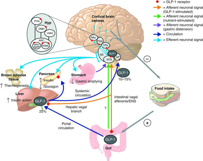 GLP-1 en intestino después de comer