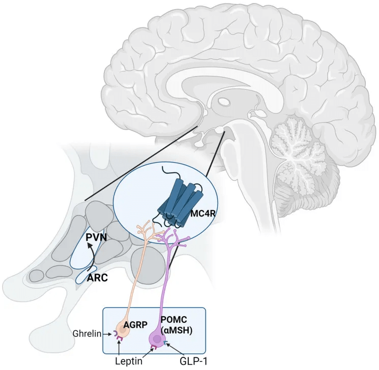 Cerebro regula hambre y saciedad 