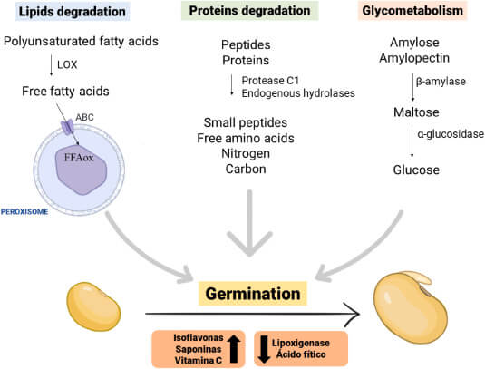 ¿Cómo digerir mejor las legumbres? 11 Germinación de semillas legumbres