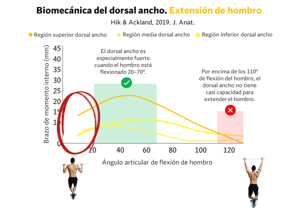 Biomecanica del dorsal ancho