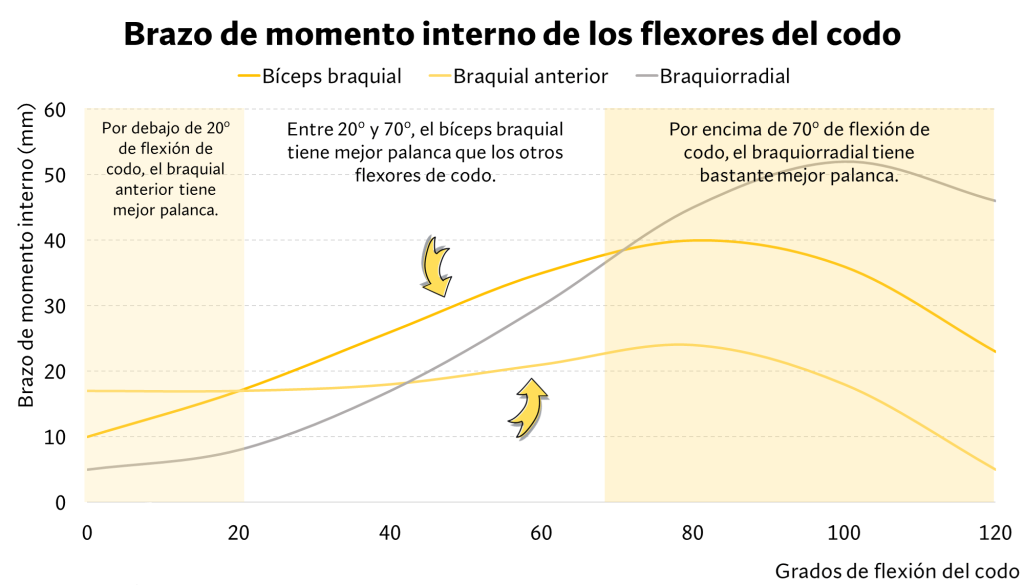 Brazo momento interno flexores del codo