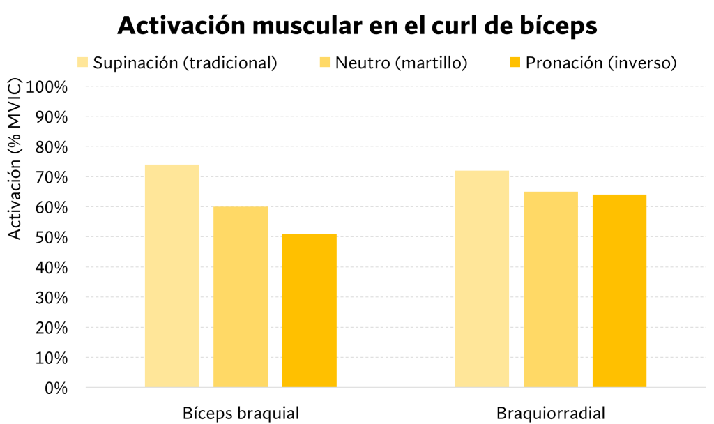 Activación muscular en el curl de bíceps