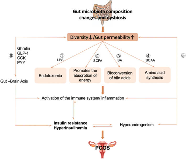 El impacto de la alimentación en la fertilidad masculina y femenina (guía) 26 Alteración de la microbiota intestinal