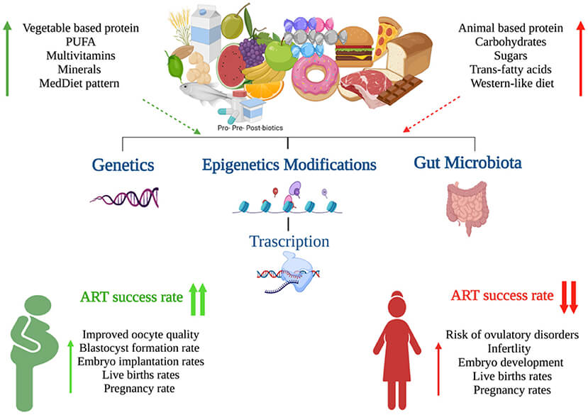 El impacto de la alimentación en la fertilidad masculina y femenina (guía) 15 Patrones dietéticos influir en fertilidad
