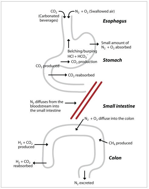 Cómo eliminar la hinchazón abdominal (causas y soluciones) 4 Gas dentro del aparato digestivo