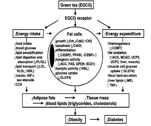El mejor té para perder grasa: qué dice la evidencia (sin humo) 3 Mecanismo té verde sobre obesidad