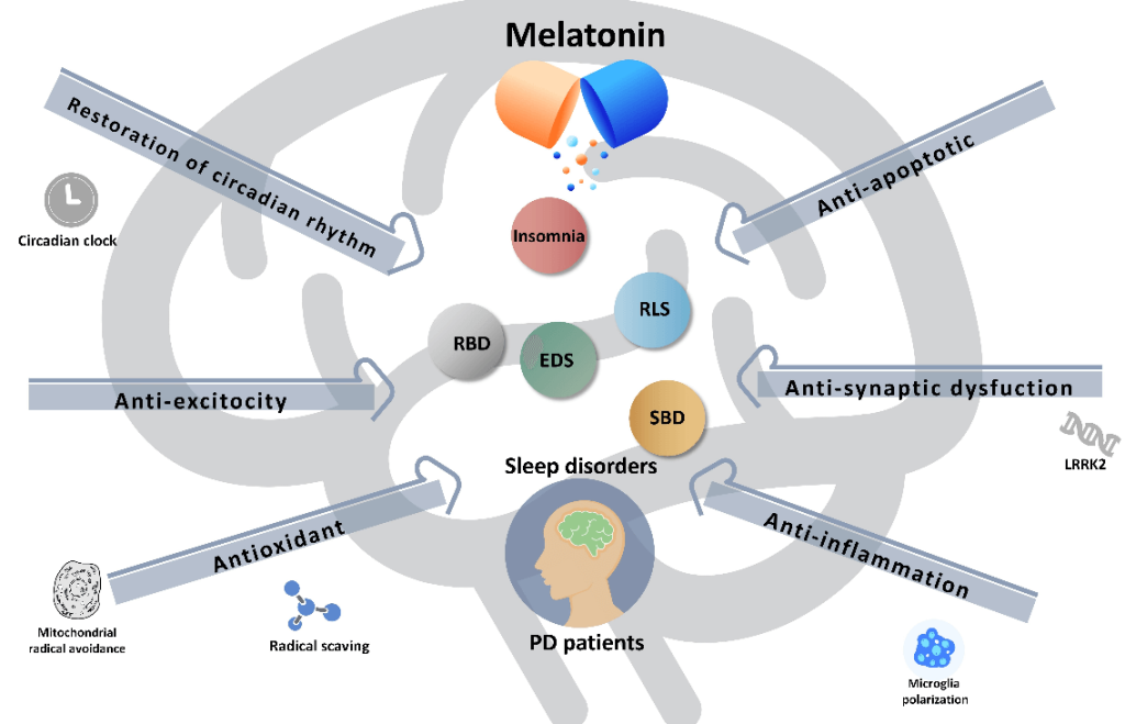 Posibles funciones de la melatonina