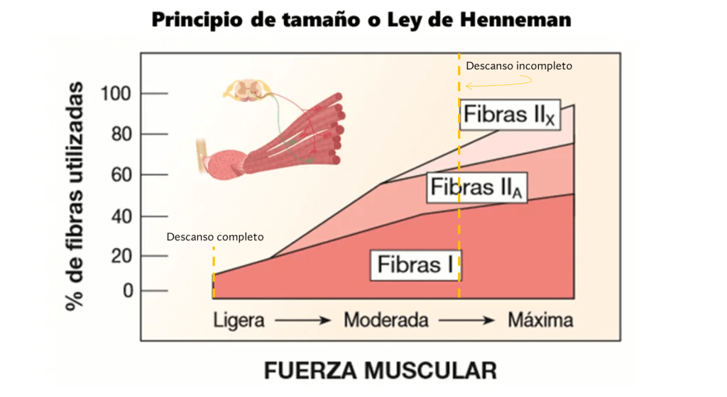 Principio o ley de Henneman