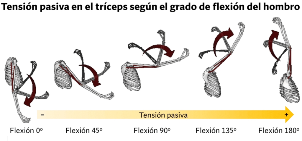 Tensión pasiva triceps según flexión