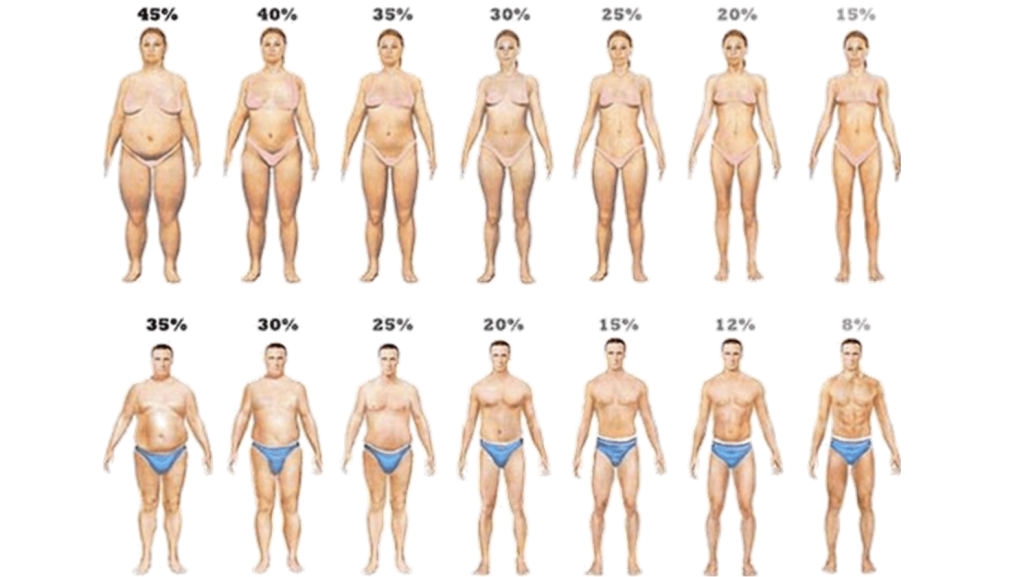 Porcentajes grasos en hombres y mujeres