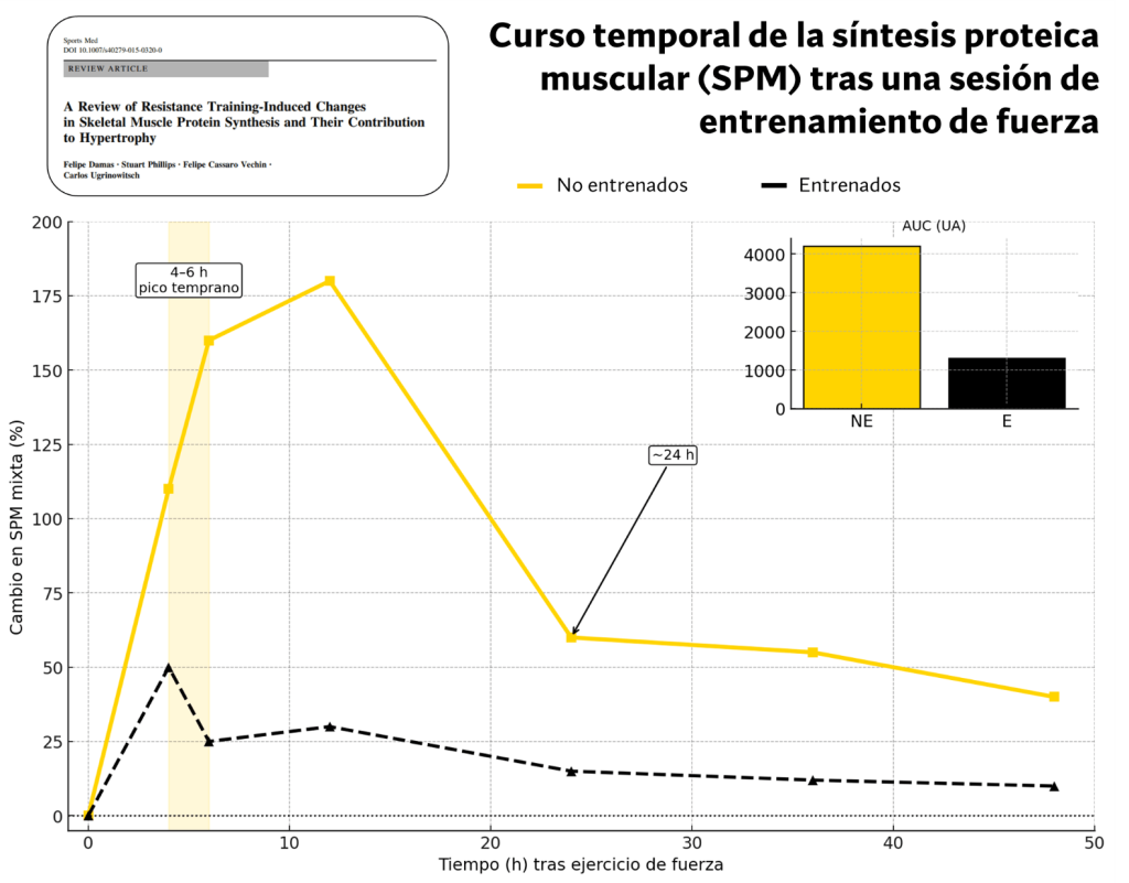 Cambio en síntesis proteica muscular