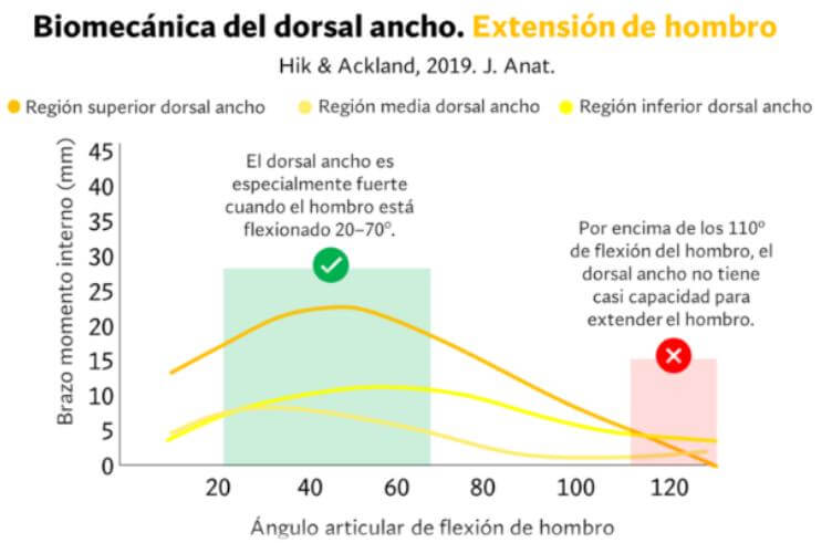 La mejor Rutina de Torso para ganar músculo en el tren superior 17 Extensión de hombro del dorsal ancho