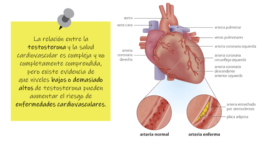 Esquema anatómico del corazón
