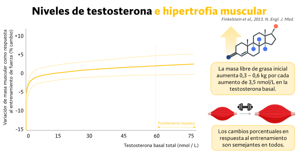 Niveles testosterona e hipertrofia muscular