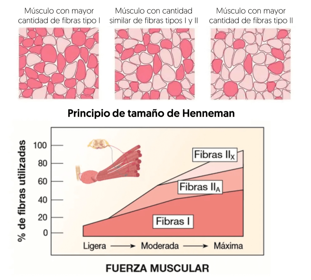 Reclutamiento tipos de fibras musculares