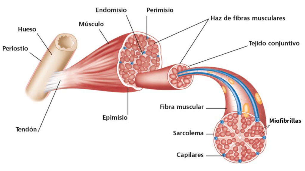 Estructura del músculo esquelético