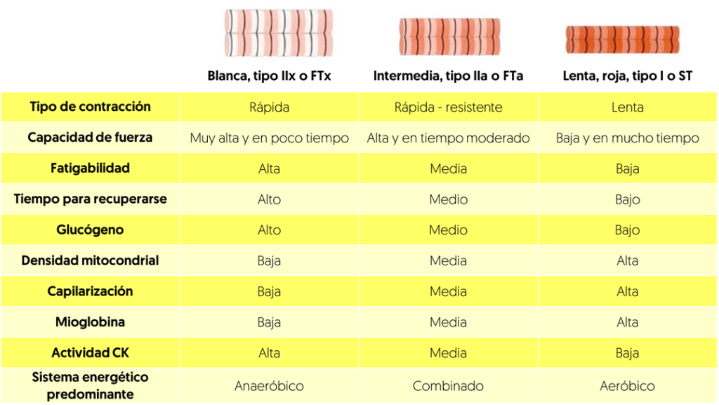 Tipos de fibras del músculo
