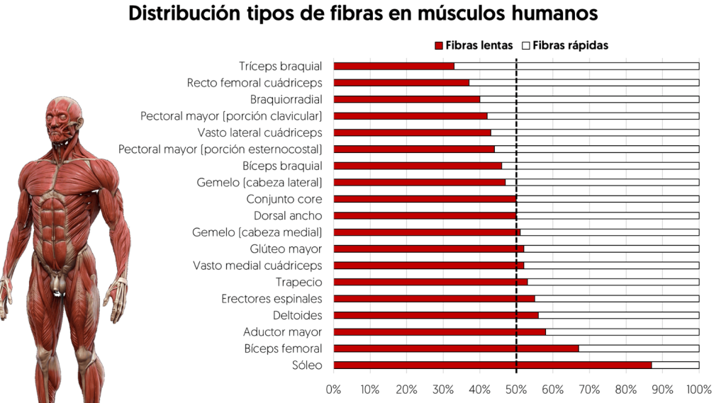 Composición fibras musculares ser humano
