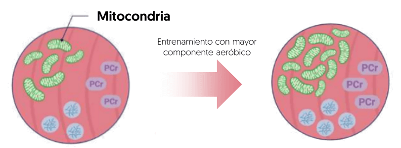 Adaptaciones al entrenamiento en fibras