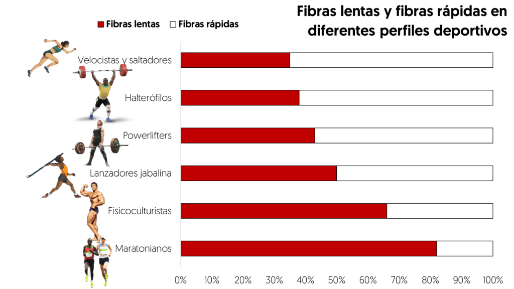 Distribución de fibras musculares