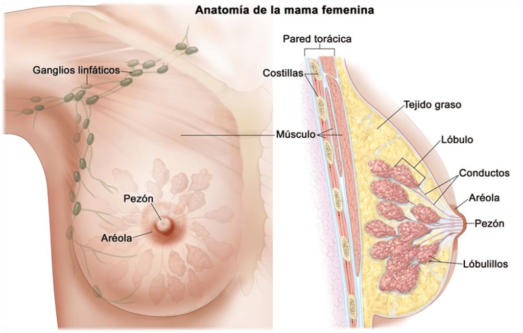 ¿Entrenar pecho disminuye los senos? 3 Anatomía del pecho femenino