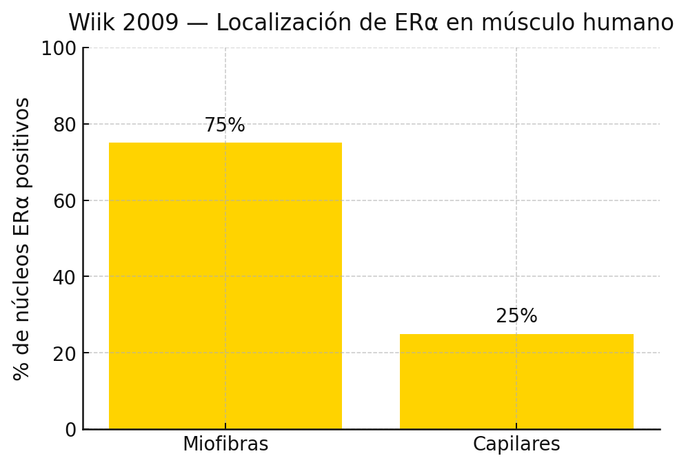 Estrógenos y masa muscular, ¡debes saber esto! 3 Receptor de estrógeno en el músculo