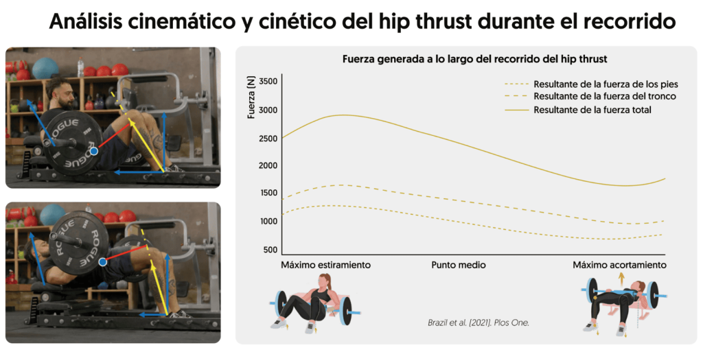 Sentadilla vs hip thrust: diferencias de activación muscular 13 Distribución de las fuerzas hip thrust