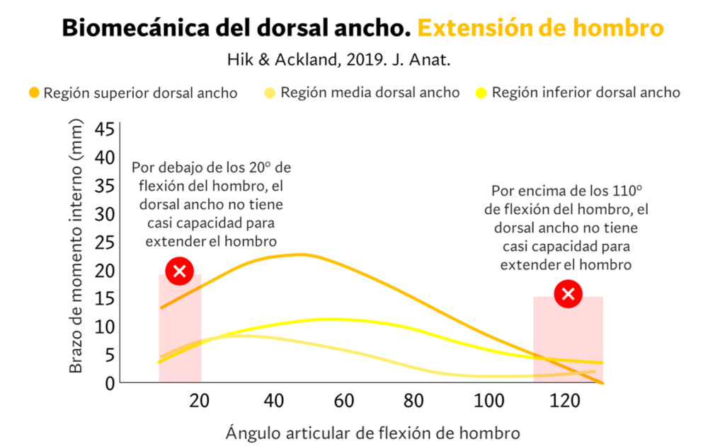 Extensión de hombro de las fibras
