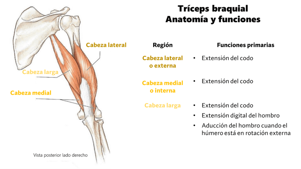 Anatomía funcional del tríceps braquial