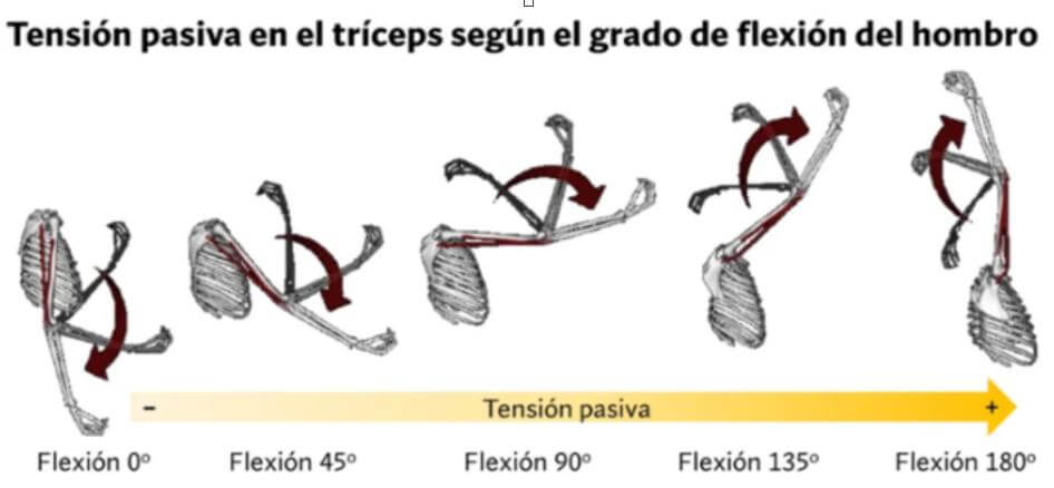 Tensión pasiva en tríceps