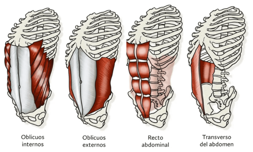 Anatomía músculos del abdomen